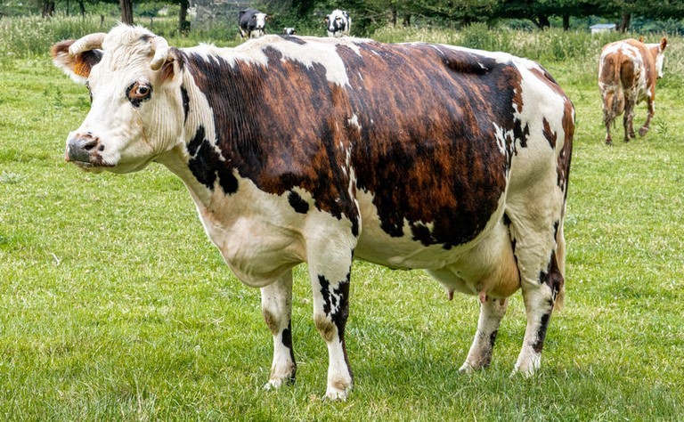 vache normande
